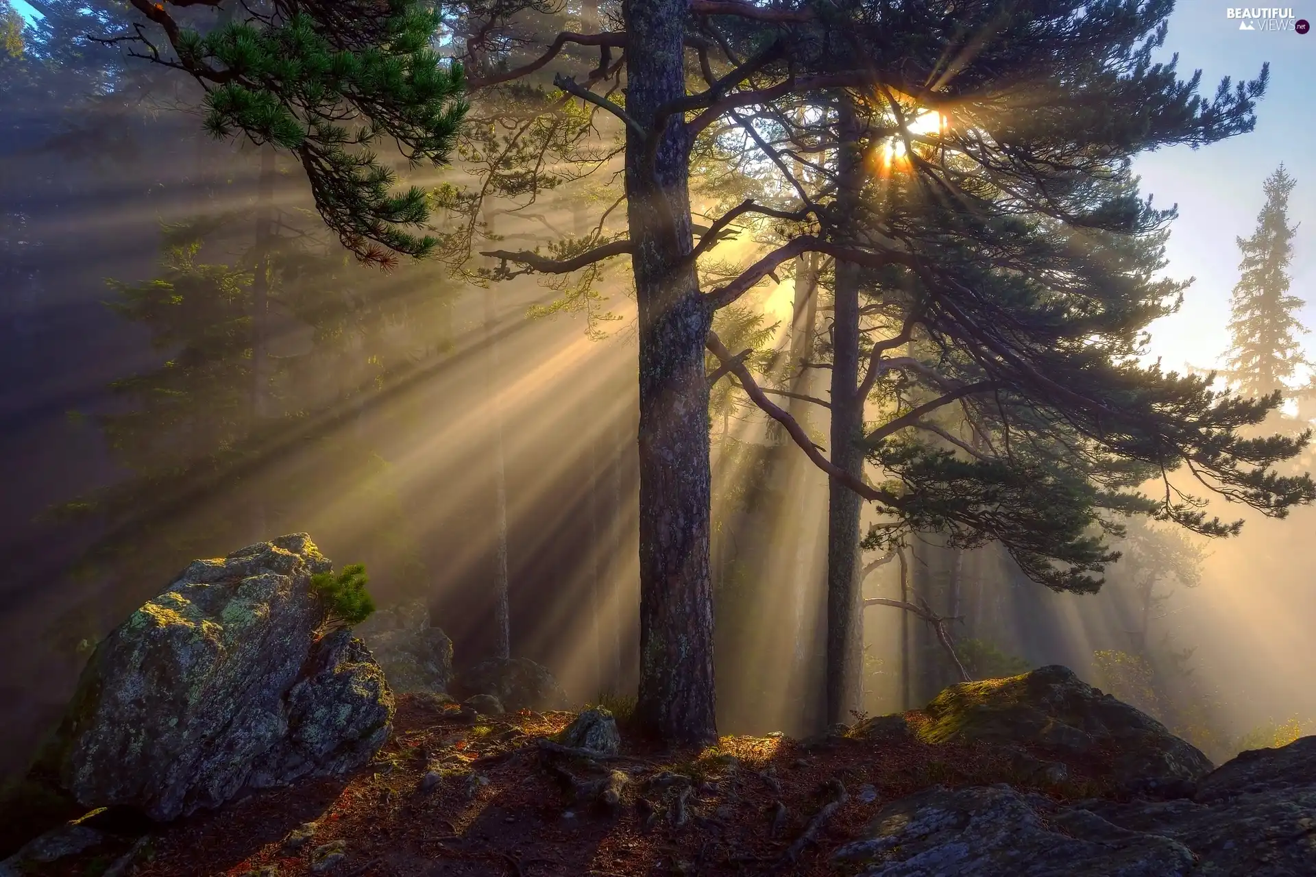 Sunrise, trees, Fog, viewes, forest, morning, Stone - Beautiful views