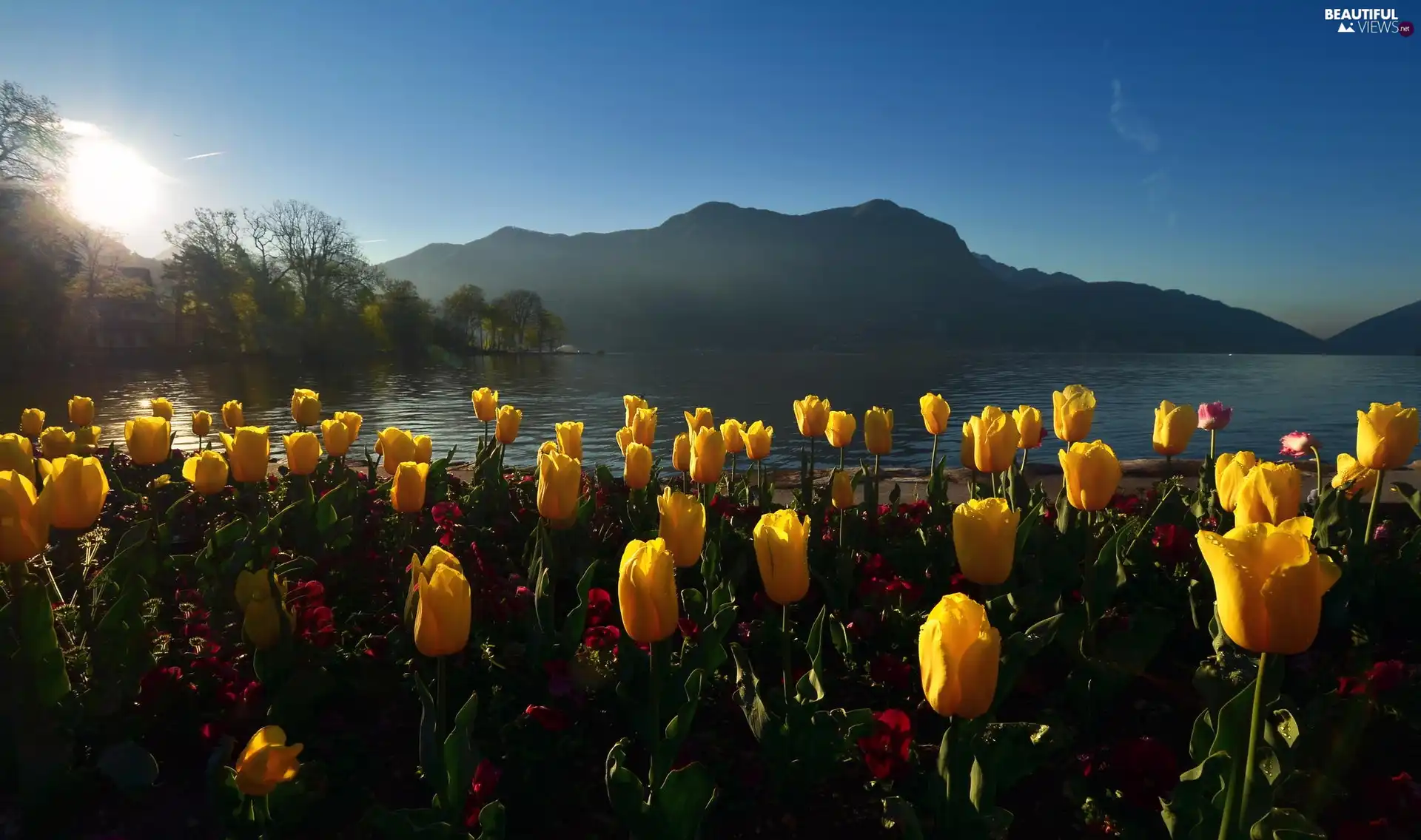 Tulips, Mountains, morning, lake