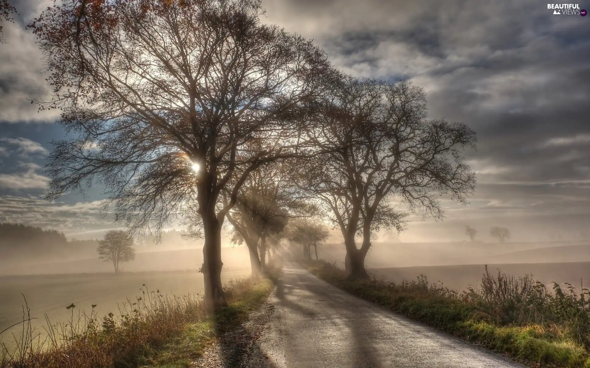 Fog, morning, viewes, Way, trees