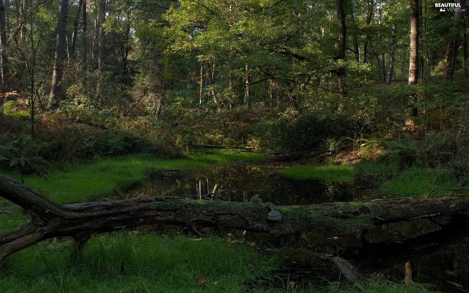 trees, landscape, Moss, grass, viewes, forest