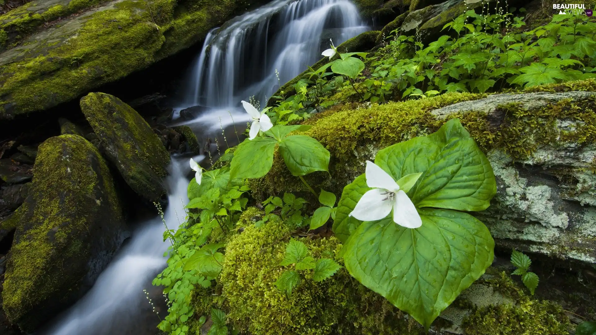mountainous, Flowers, Moss, stream