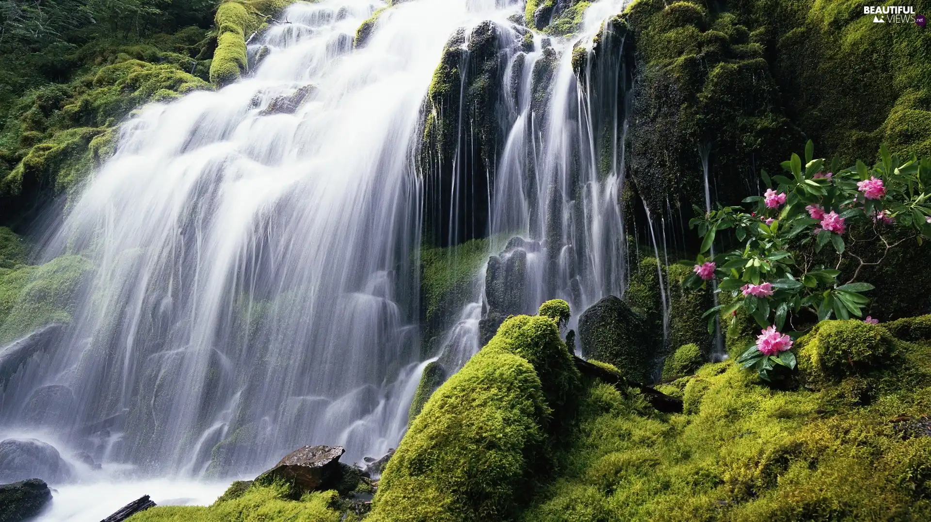 Moss, waterfall, rocks