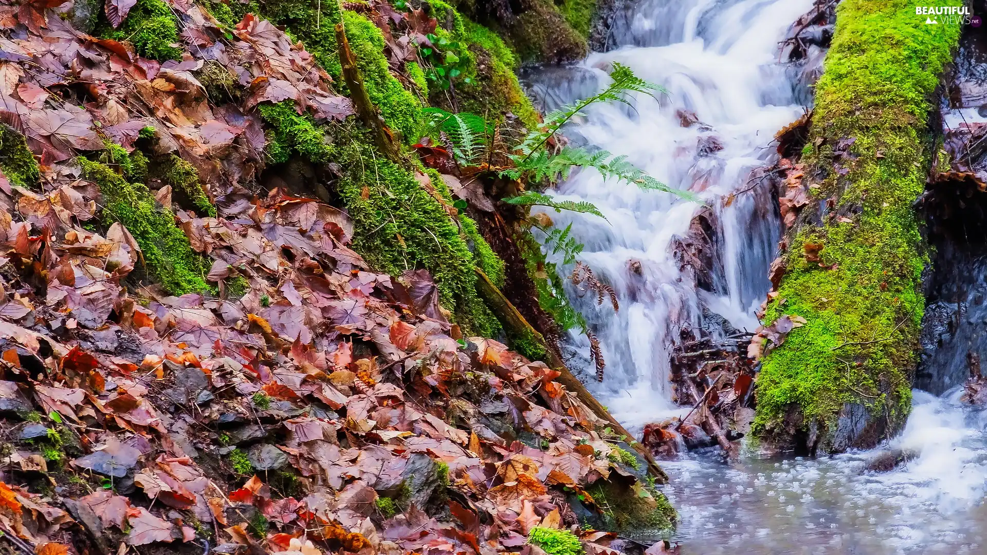 Fern, Moss, stream, Leaf, flux