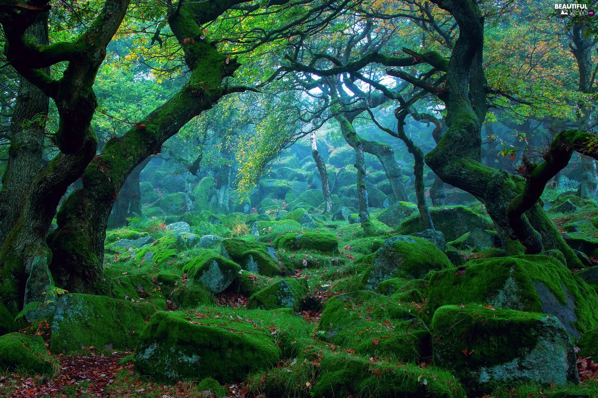 trees, Stones, Moss, viewes