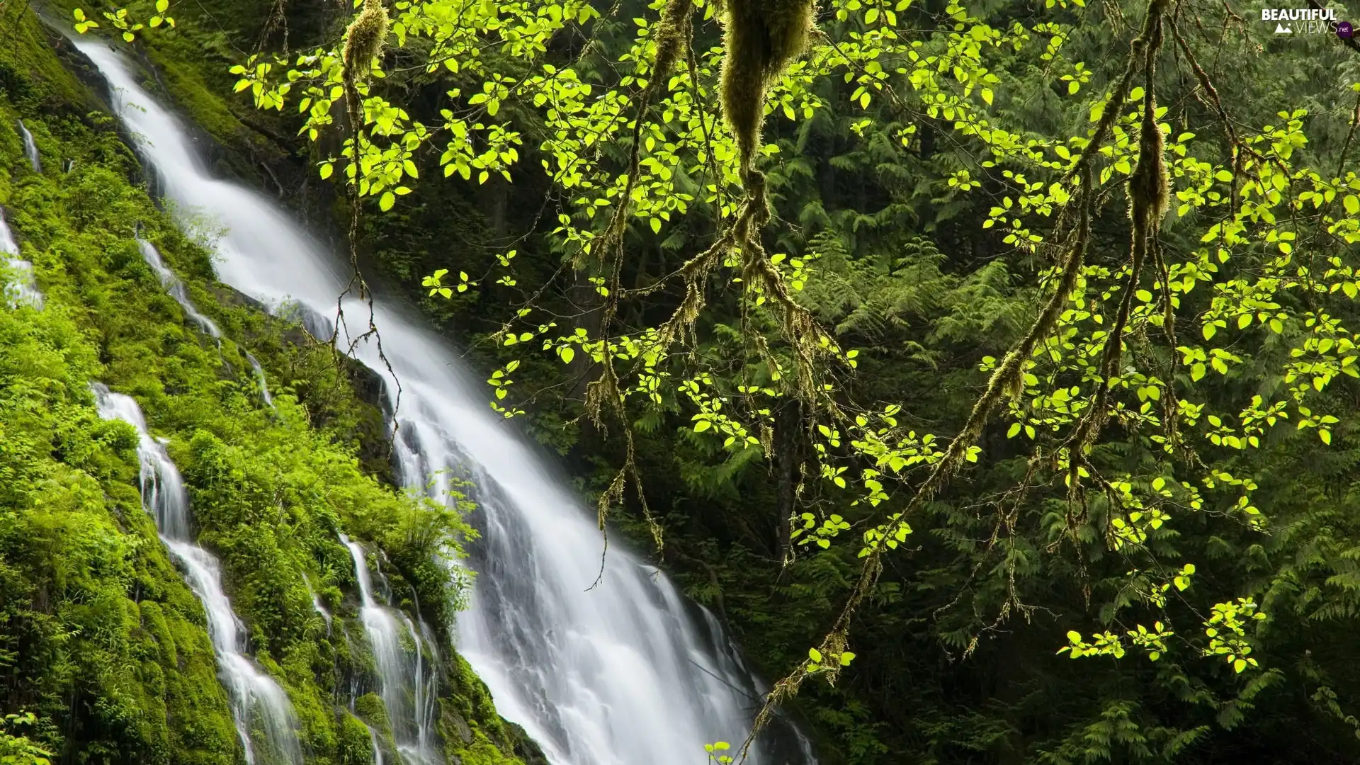 waterfall, Moss