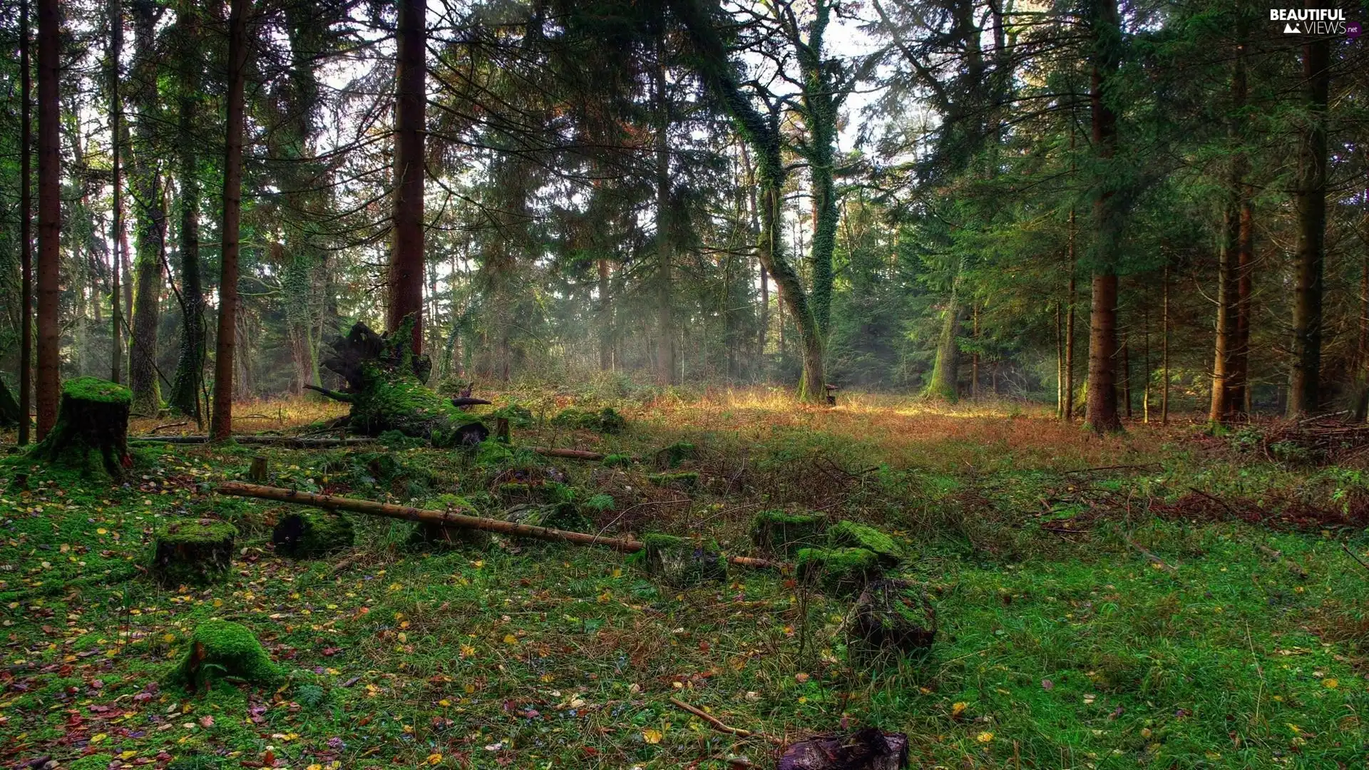 mosses, forest, Leaf