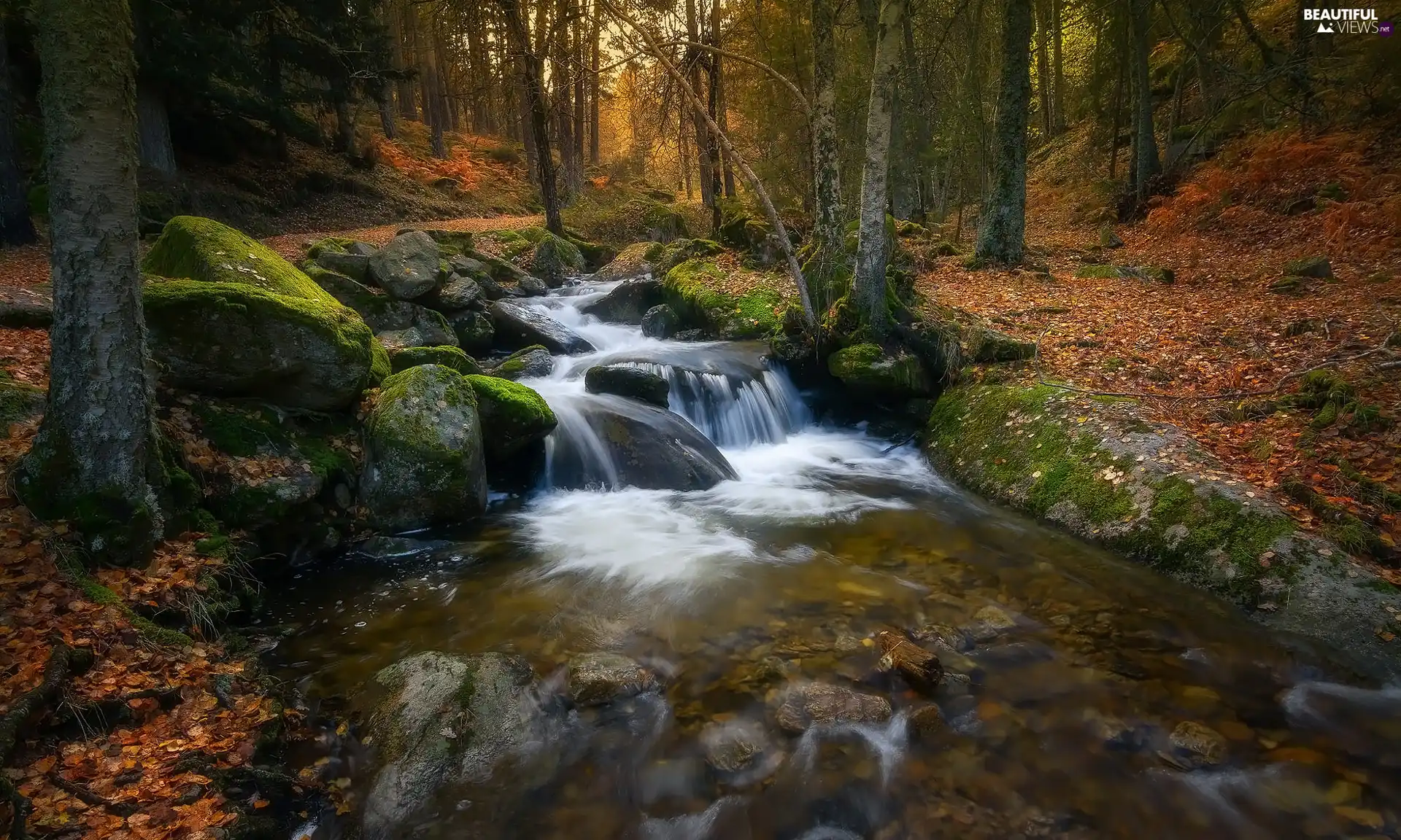 trees, viewes, boulders, River, Stones, forest, autumn, mossy
