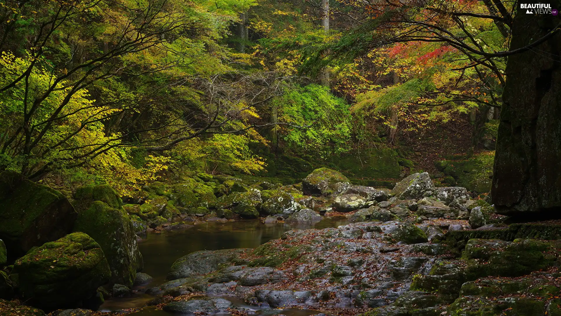 Stones, flux, viewes, mossy, forest, trees, Leaf