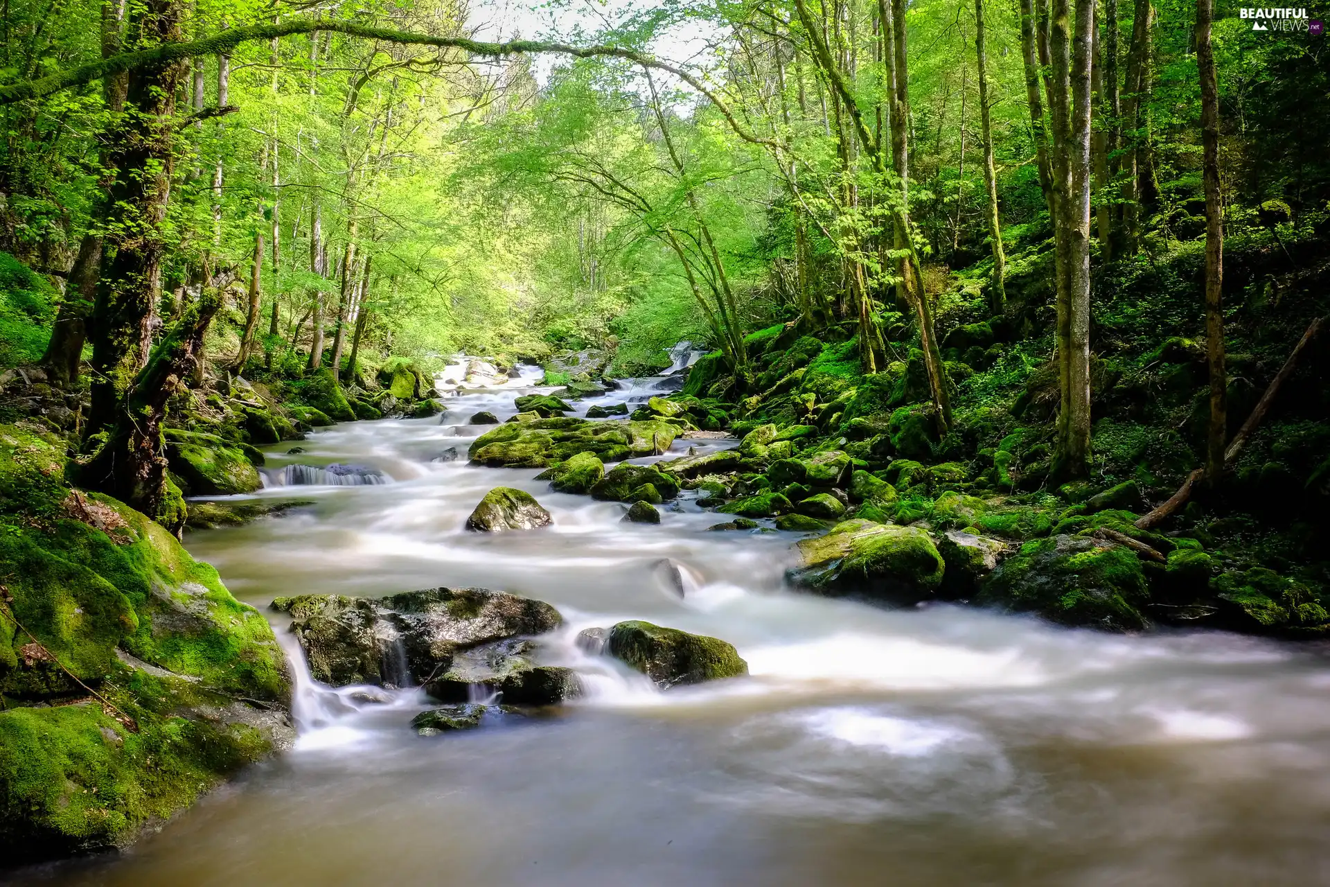 Stones, River, viewes, mossy, forest, trees, green