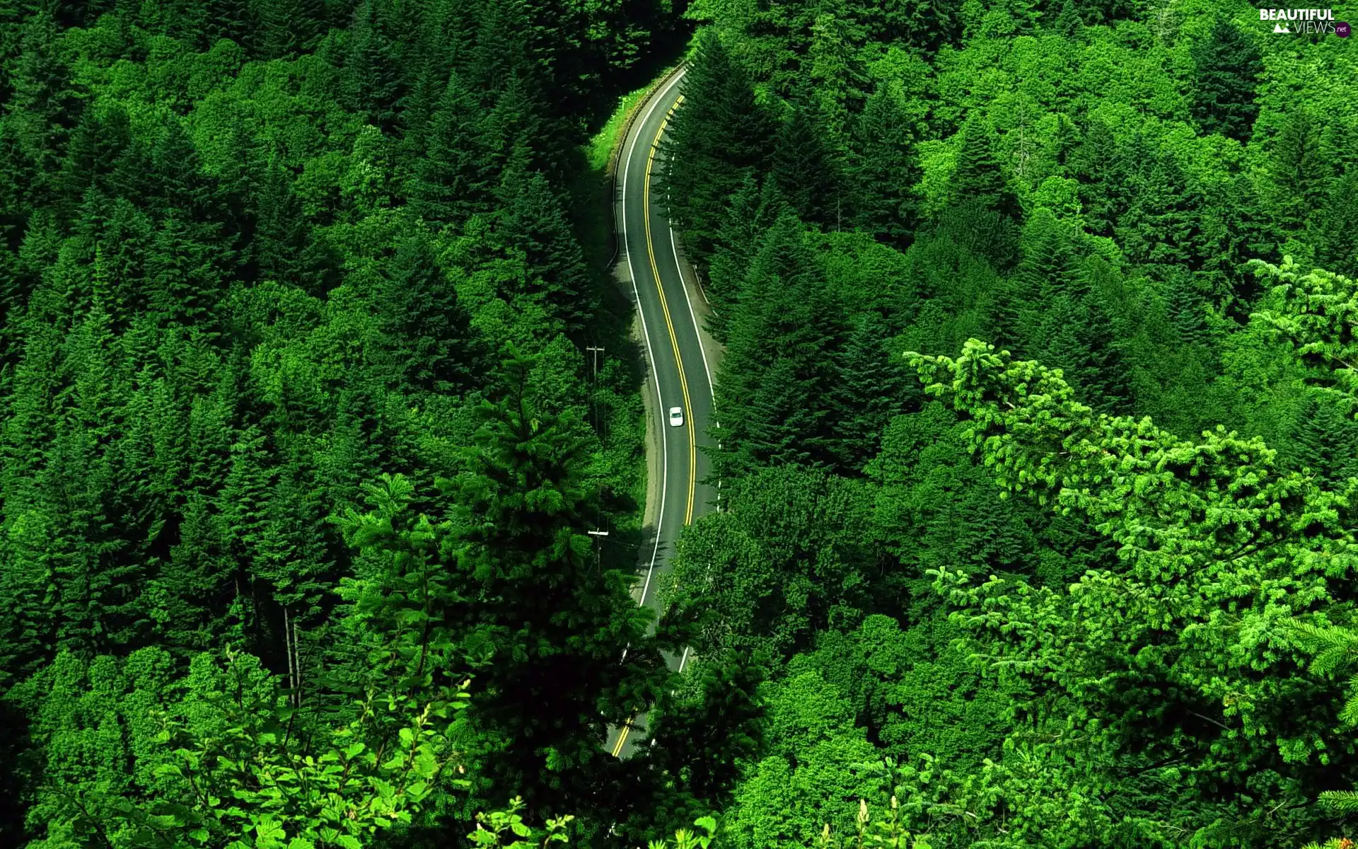 Beatyfull, Way, motor car, forest