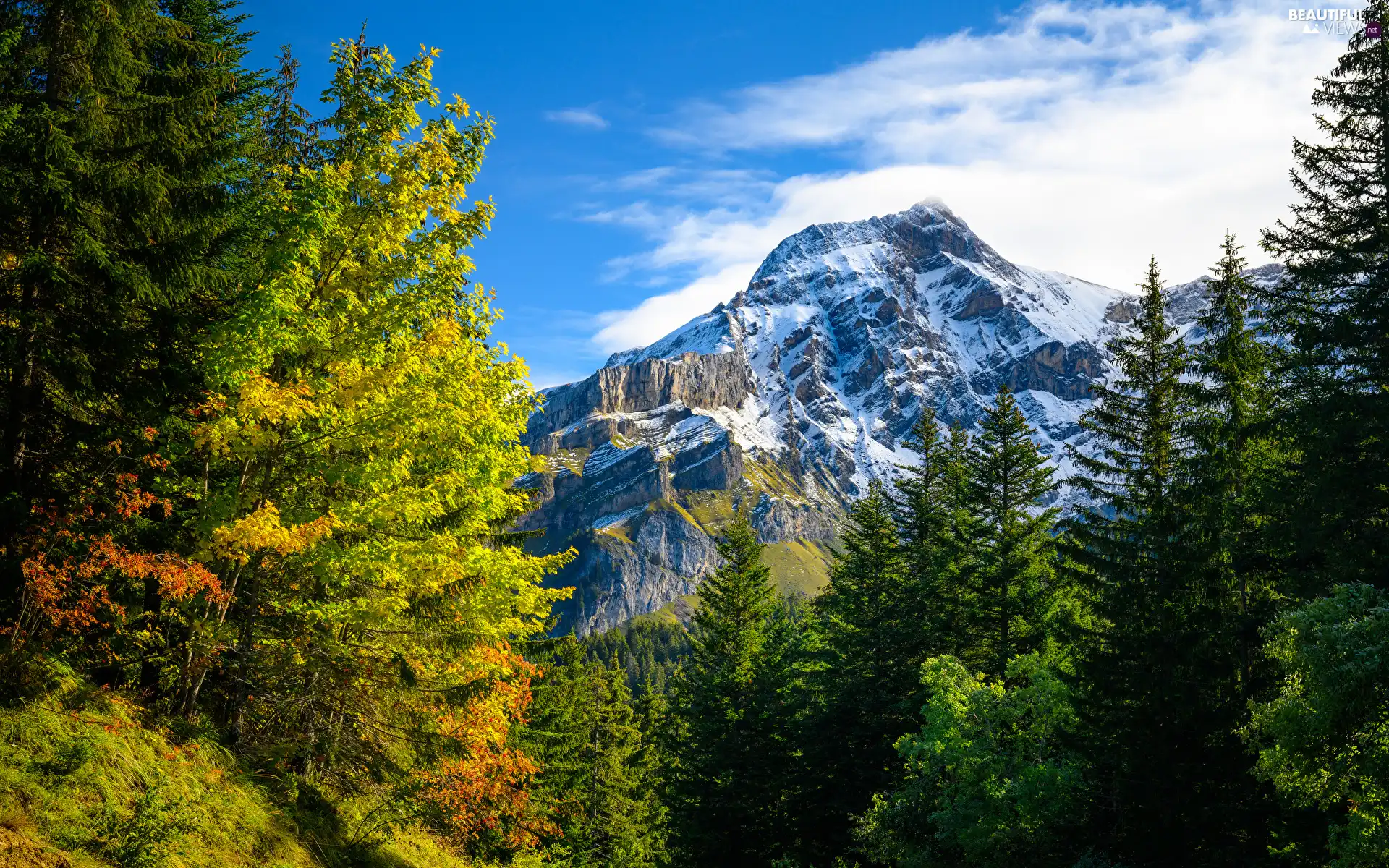 trees, Mountains, snowy, mount, viewes, forest