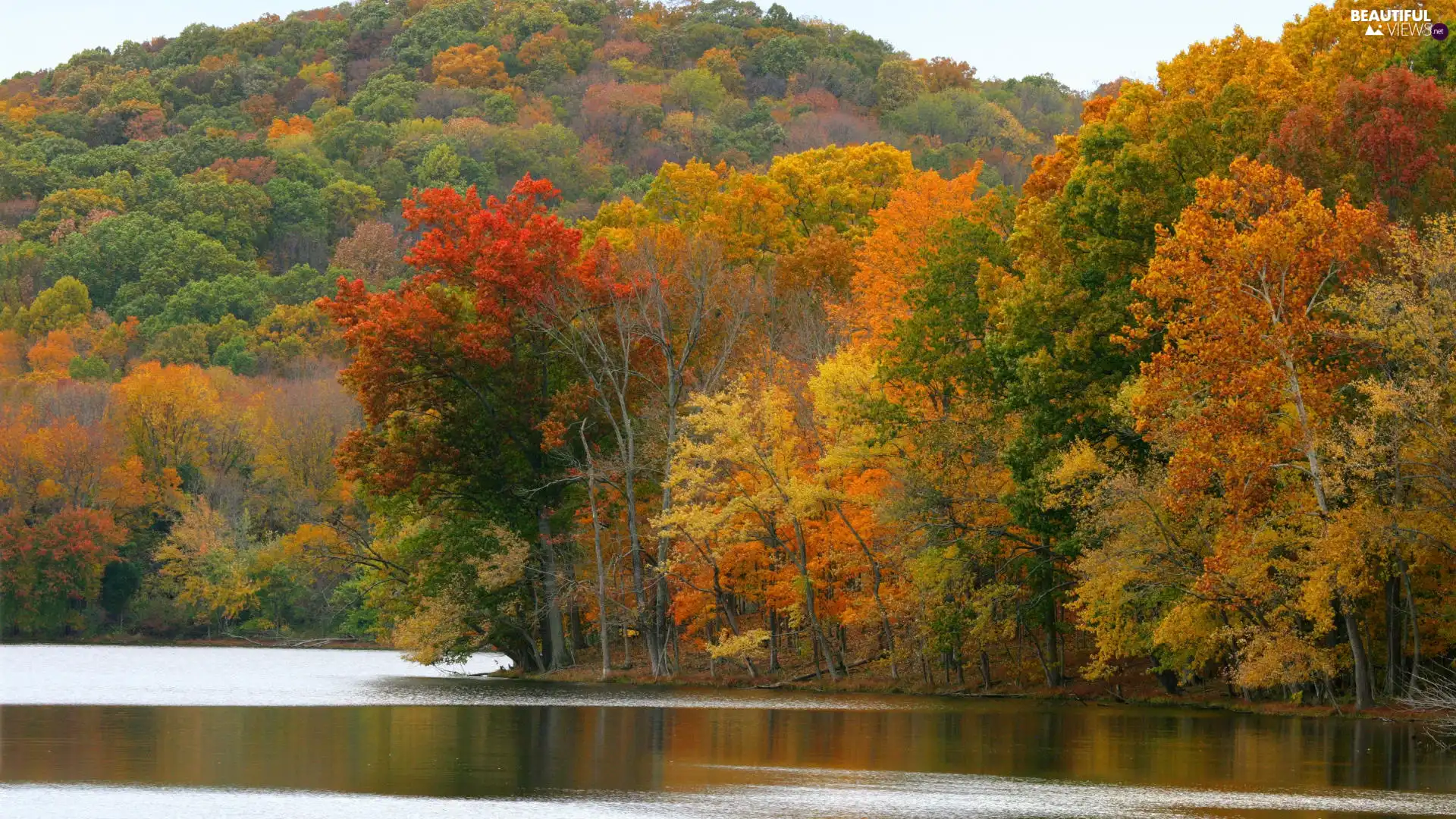 Mountains, autumn, forest, overgrown, lake