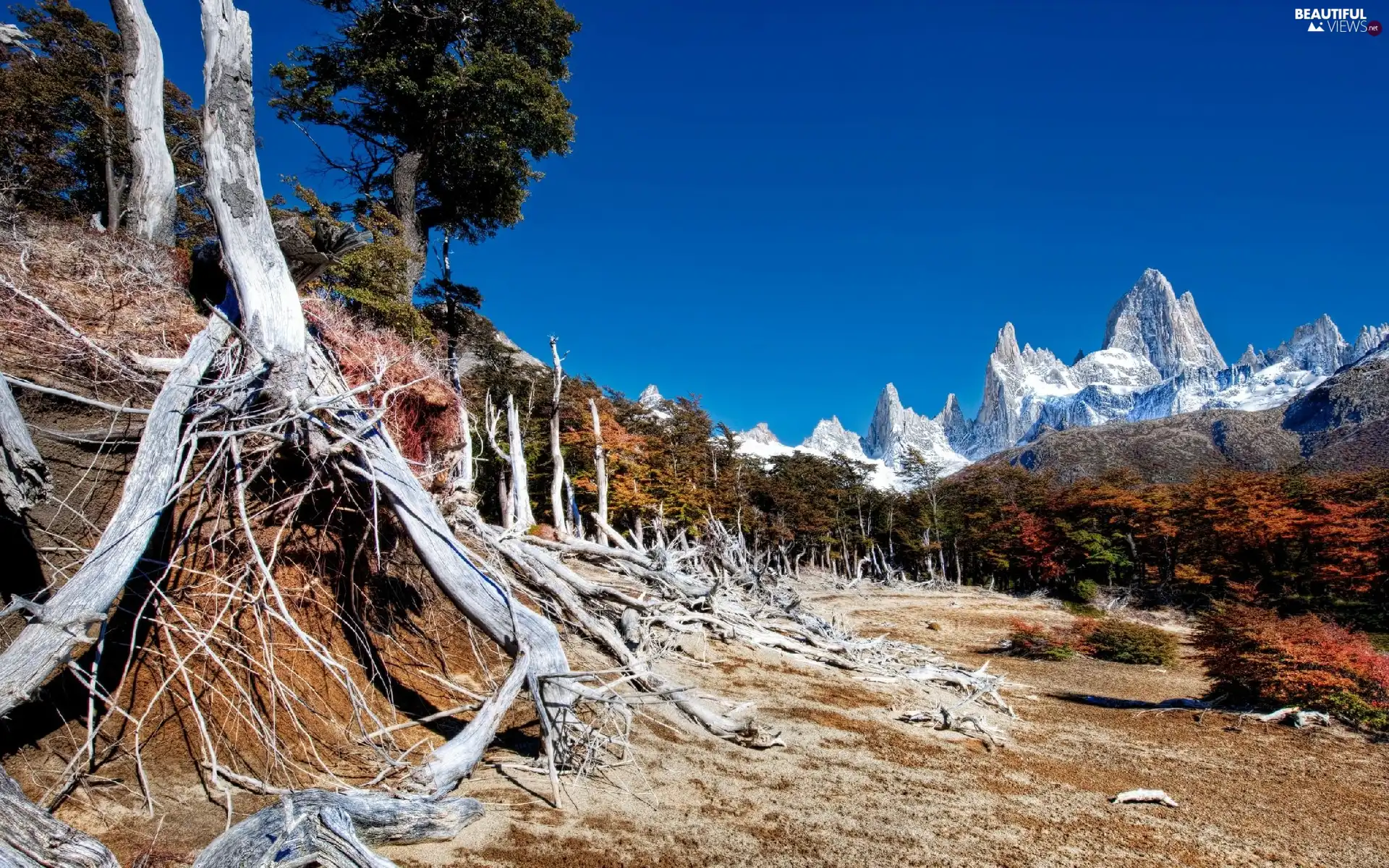 branches, forest, Mountains, trees