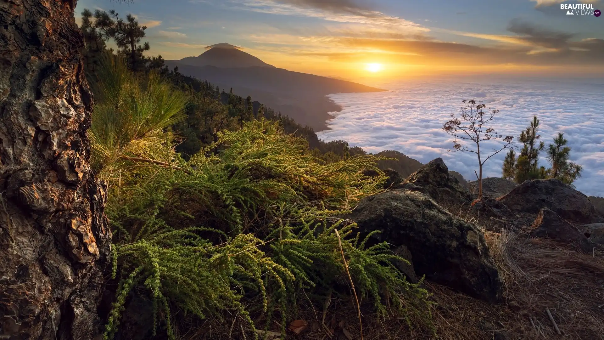 clouds, Sunrise, Plants, Mountains