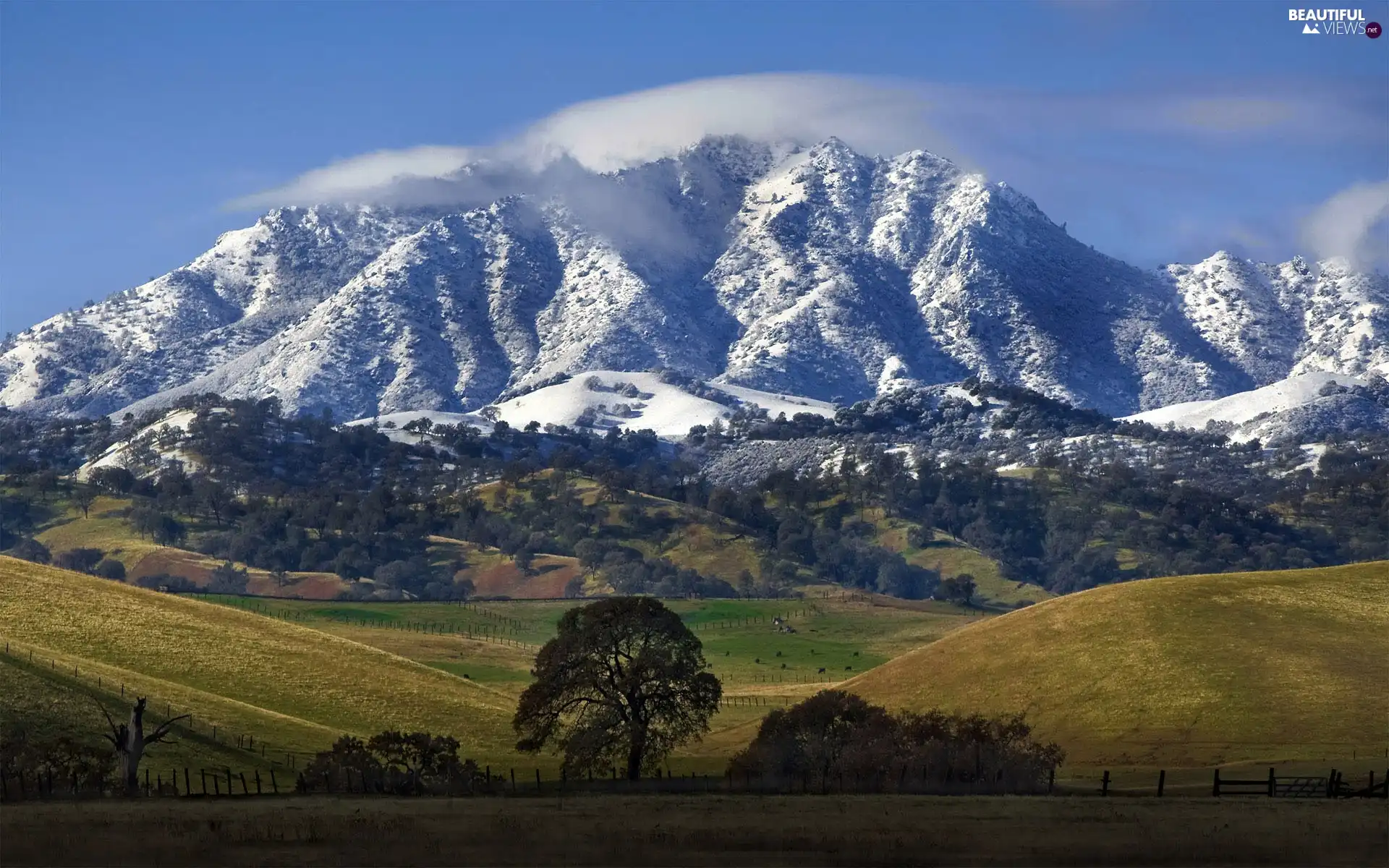 field, viewes, Mountains, trees