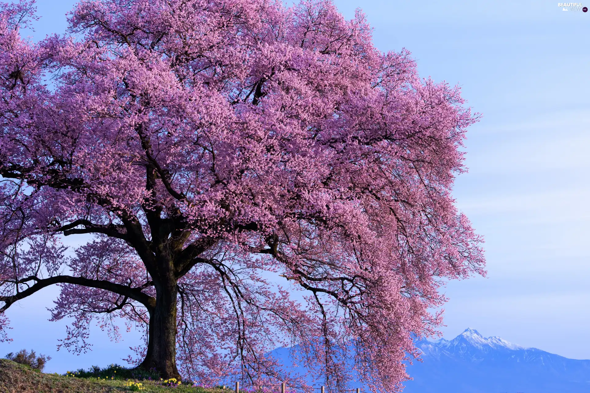 flourishing, Spring, Mountains, trees