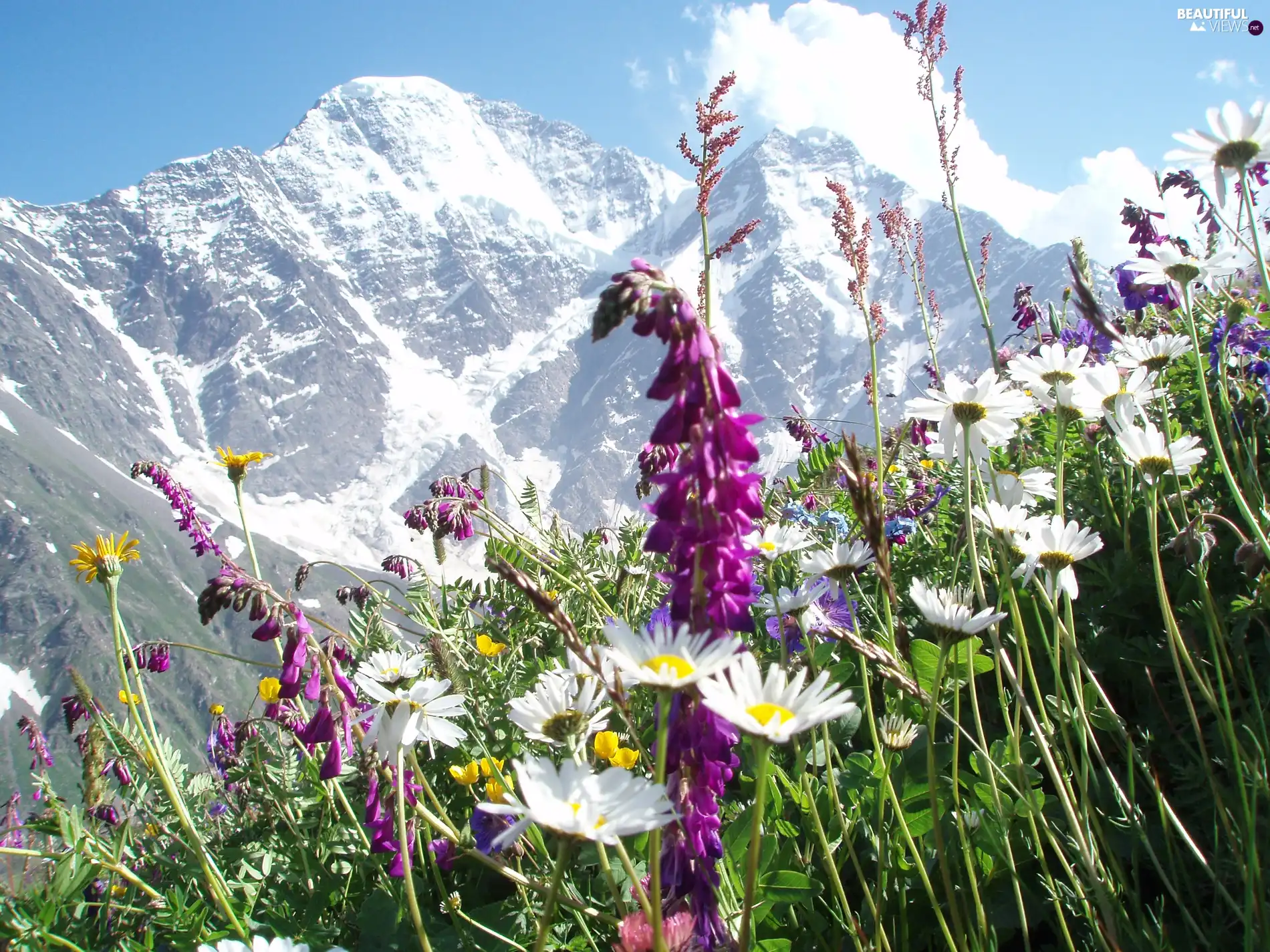 Mountains, different, Flowers