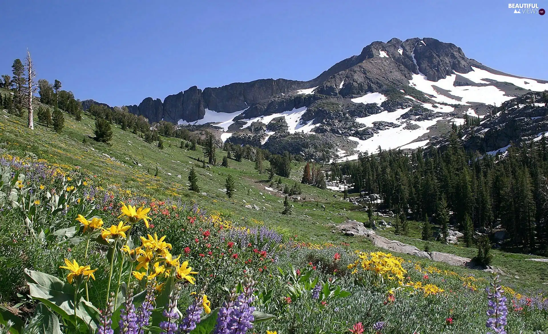 Mountains, Meadow, Flowers