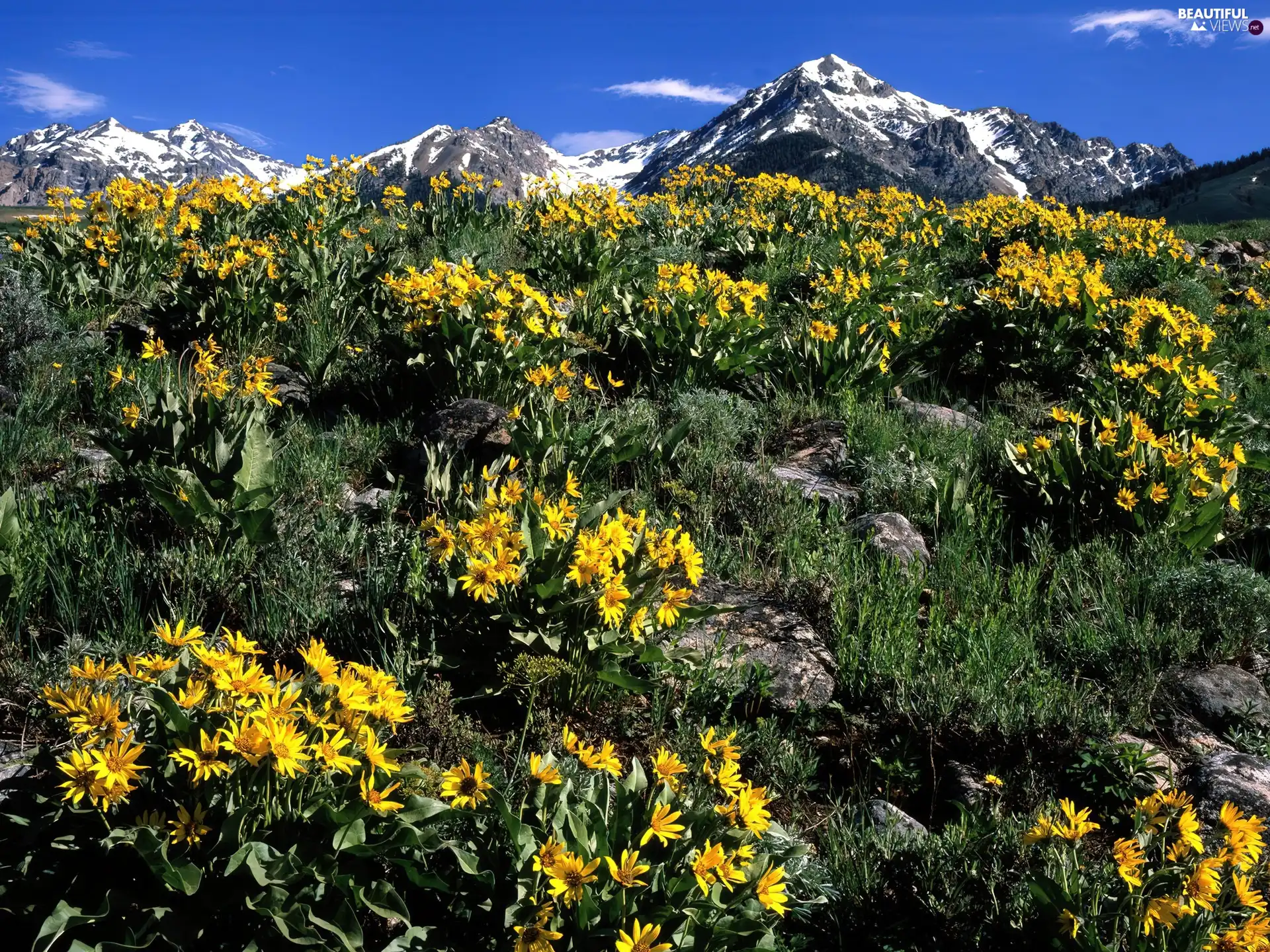 Mountains, Flowers, green