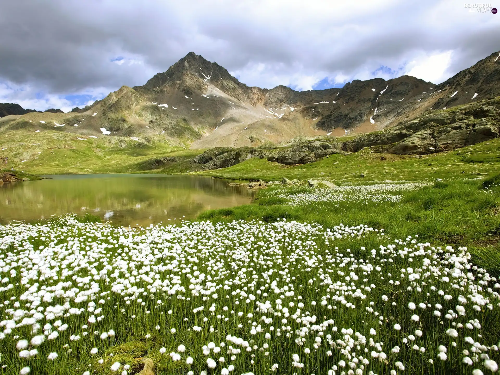 lake, Flowers, Mountains, White