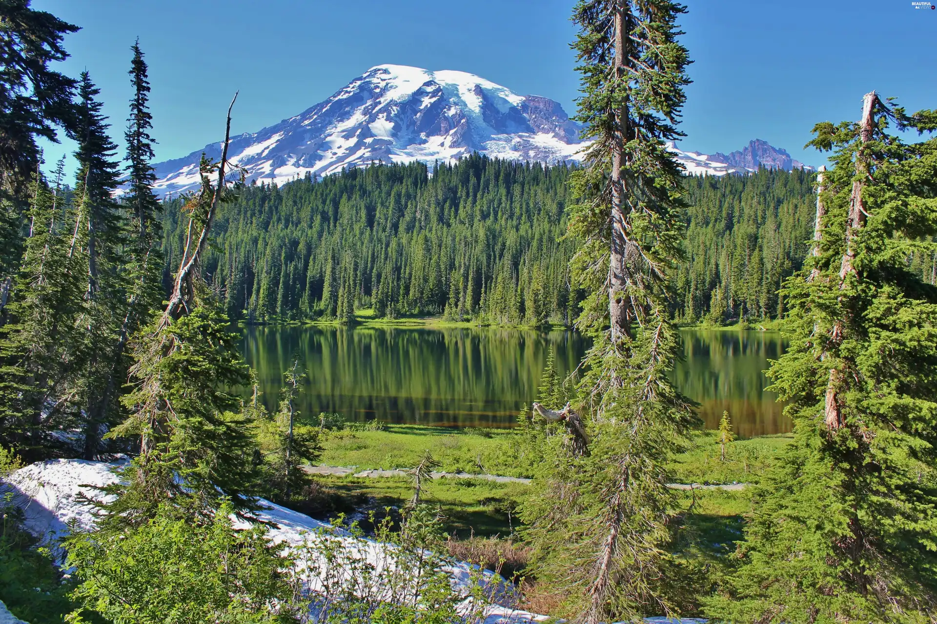 reflection, Lake. Forest, Mountains