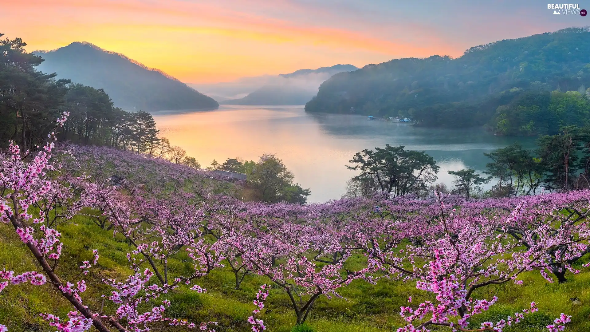 Fruit Trees, Spring, Mountains, flourishing, lake