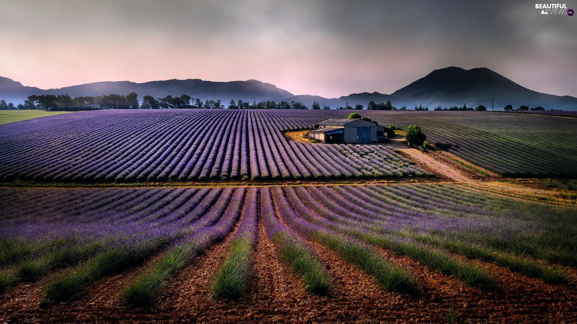 Barn, Mountains, lavender, house, Field