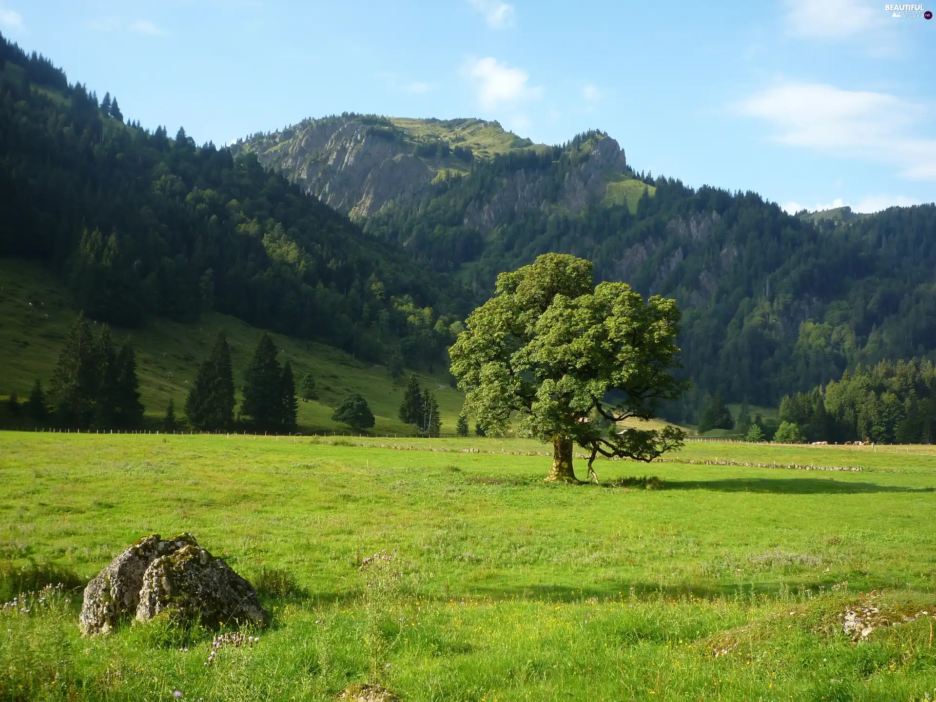 Meadow, forested, Mountains, trees