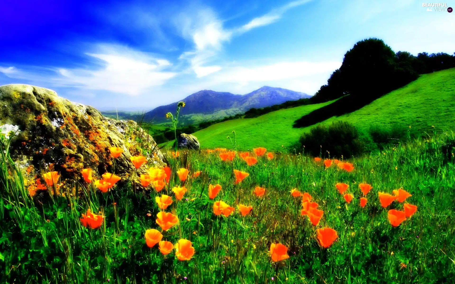 Mountains, papavers, Meadow