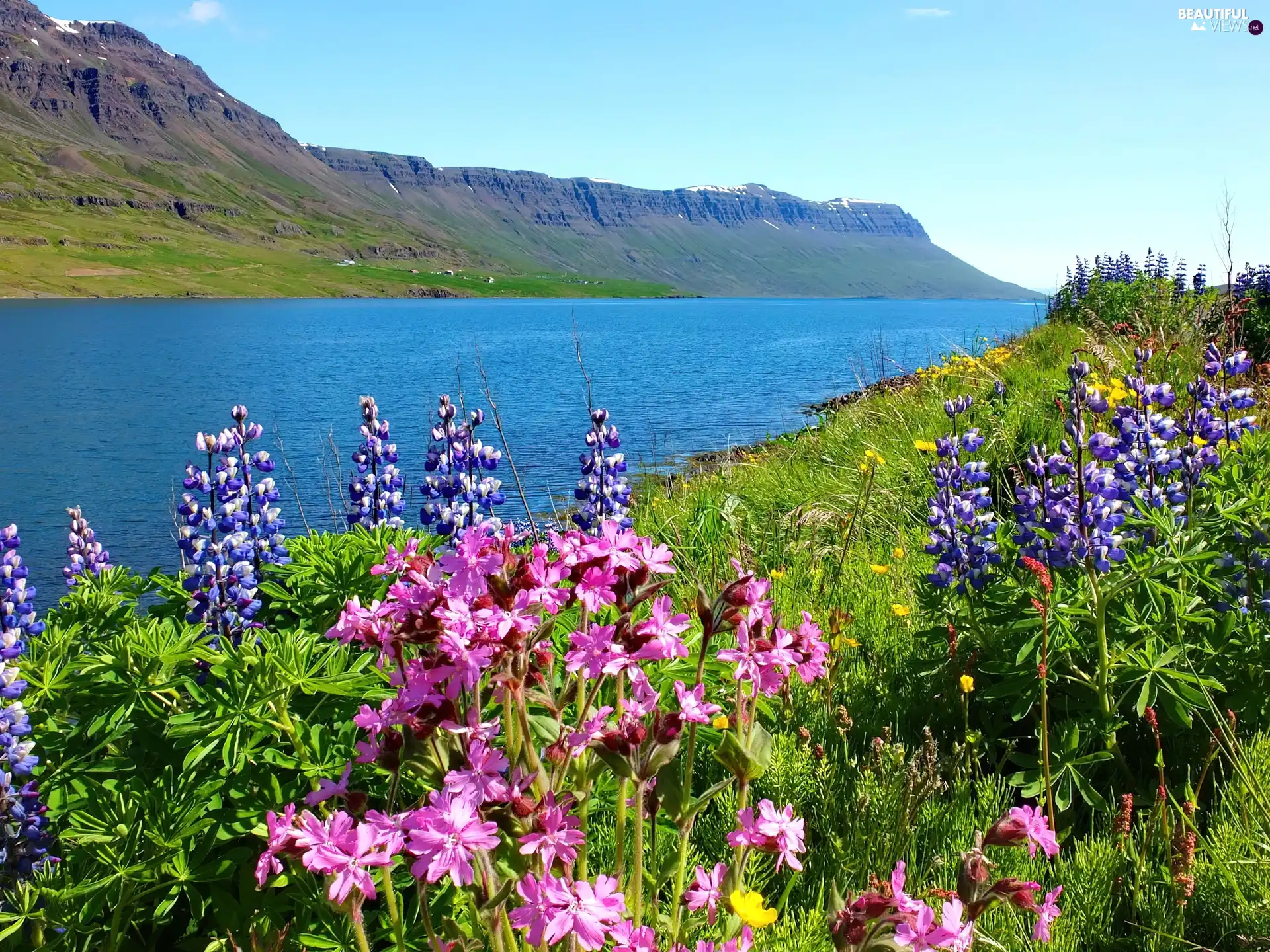 Meadow, River, Mountains, Flowers