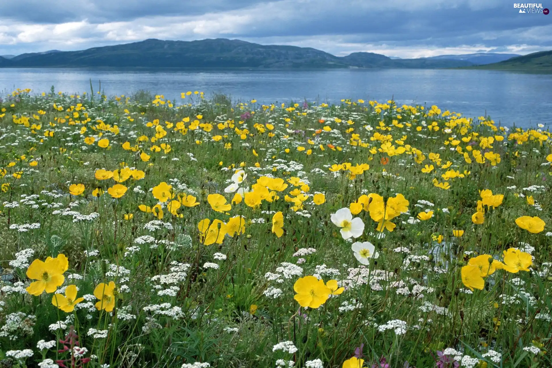 Meadow, sea, Mountains, Flowers