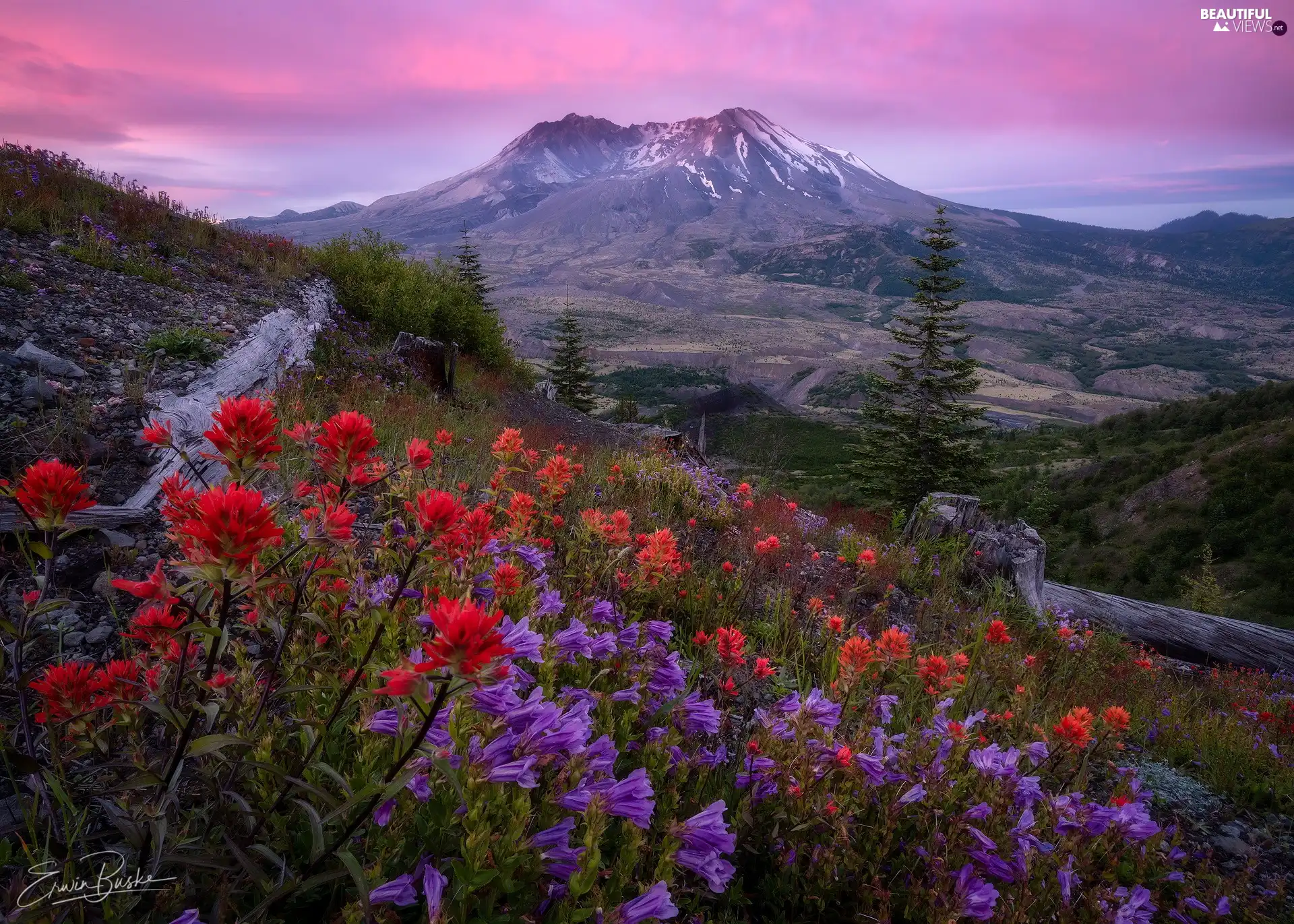 trees, mountains, Meadow, viewes, Indian Paintbrush, The United States, Washington State, Volcano Mount St. Helens, Cascade Mountains, Sunrise, Flowers