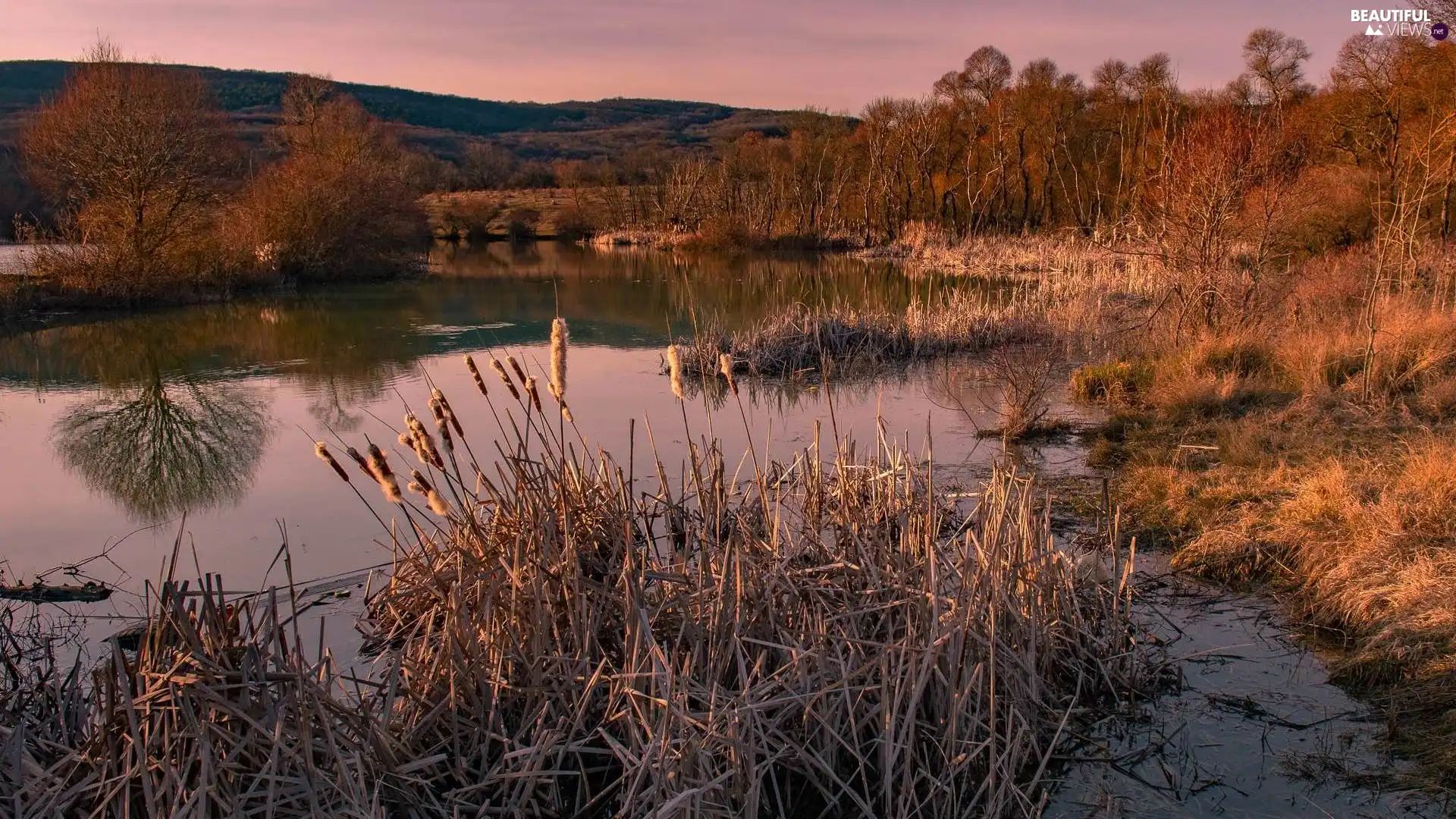 viewes, Mountains, rushes, trees, River