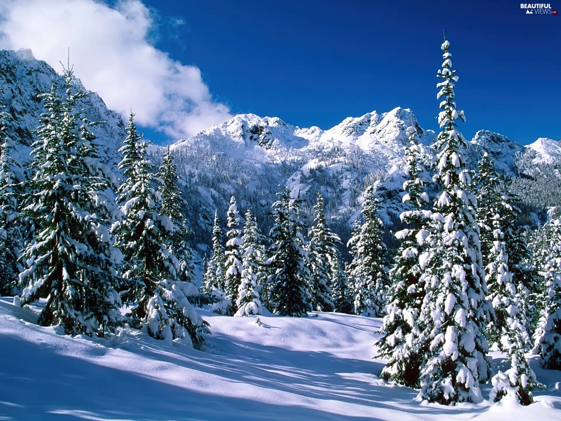 Mountains, snow, trees, viewes, snowy