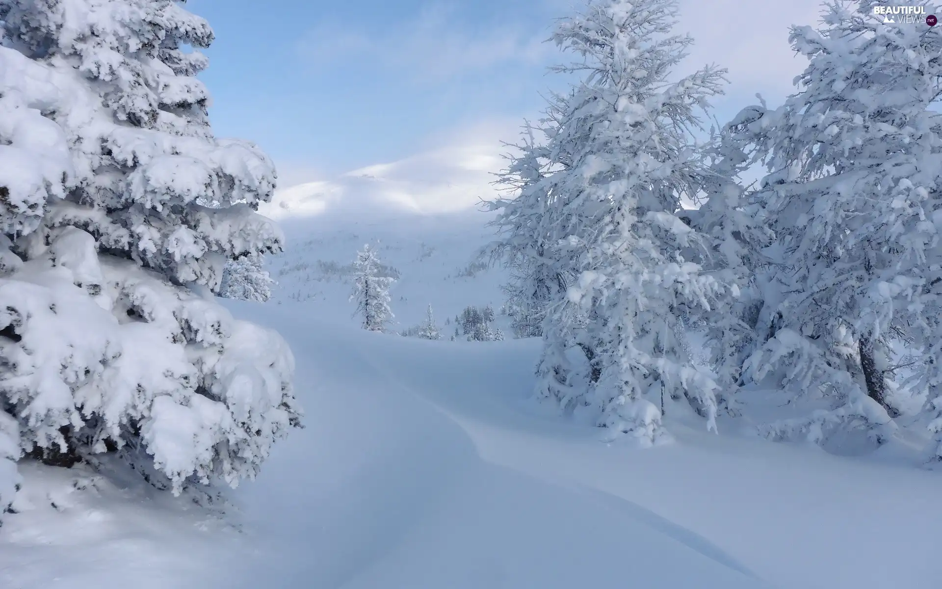 trees, winter, Spruces, Mountains, viewes, Snowy