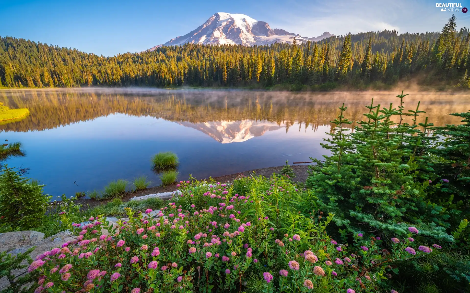 trees, Mount Rainier National Park, Spruces, viewes, lake, The United States, Washington State, Stratovolcano Mount Rainier, Mountains, reflection, Flowers