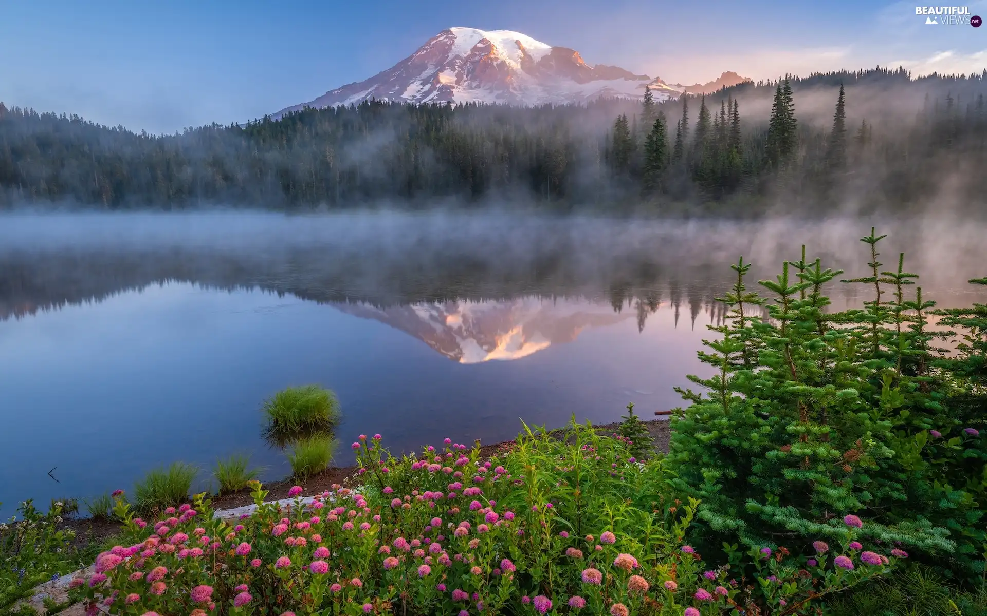 trees, Mount Rainier National Park, Flowers, viewes, reflection, The United States, Washington State, Stratovolcano Mount Rainier, Mountains, Fog, lake
