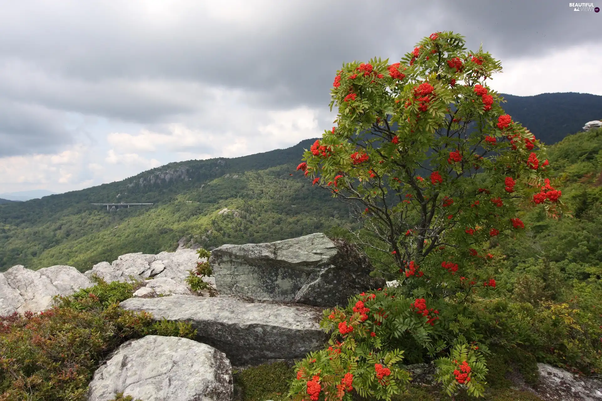 Mountains, Plant