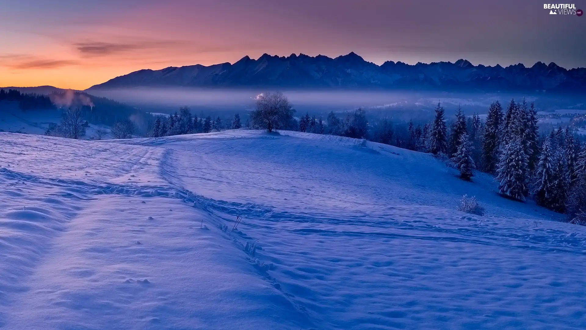 viewes, winter, Tatry Mountains, Poland, forest, trees