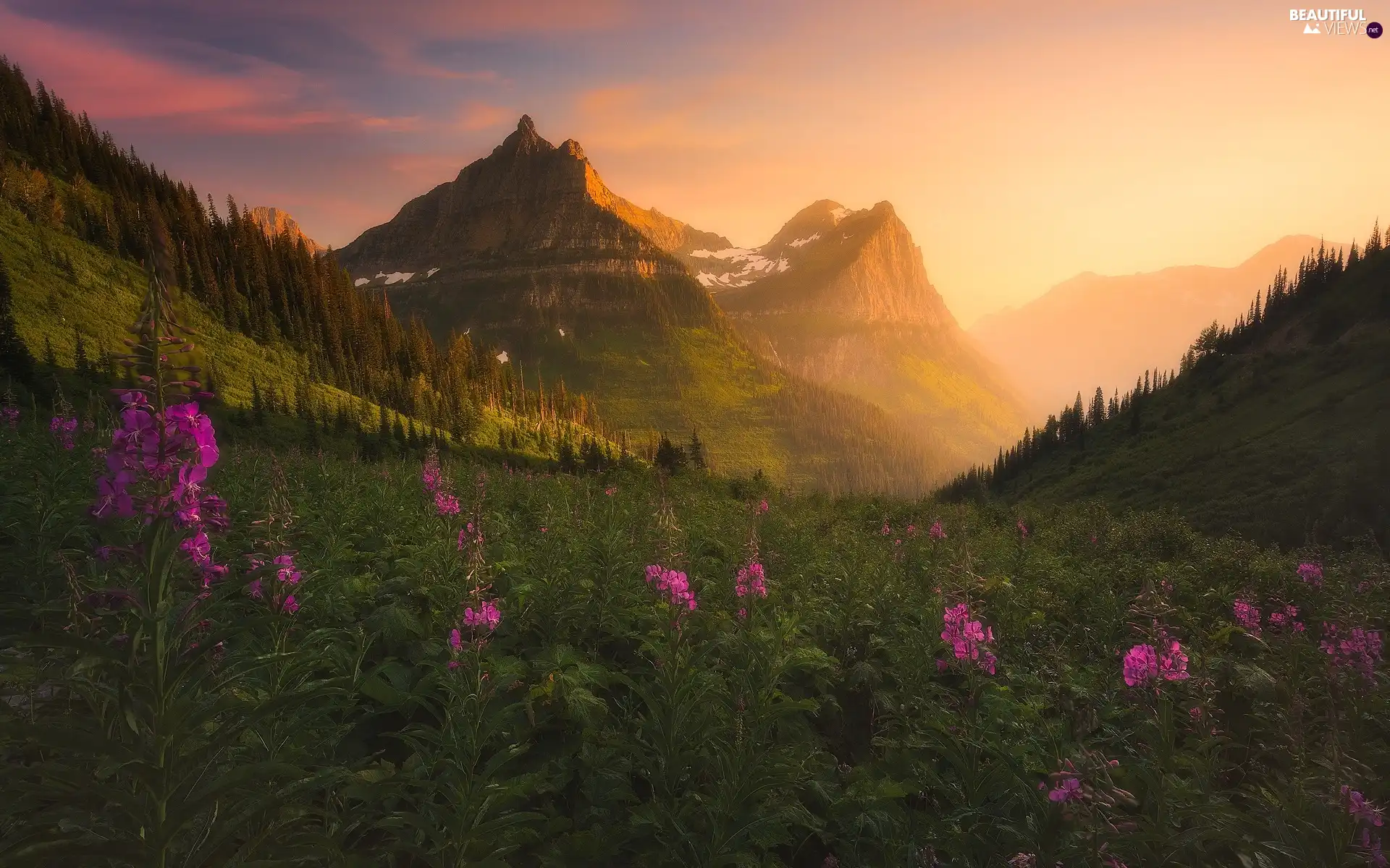 Glacier National Park, Mountains, Flowers, trees, Meadow, Montana State, The United States, viewes