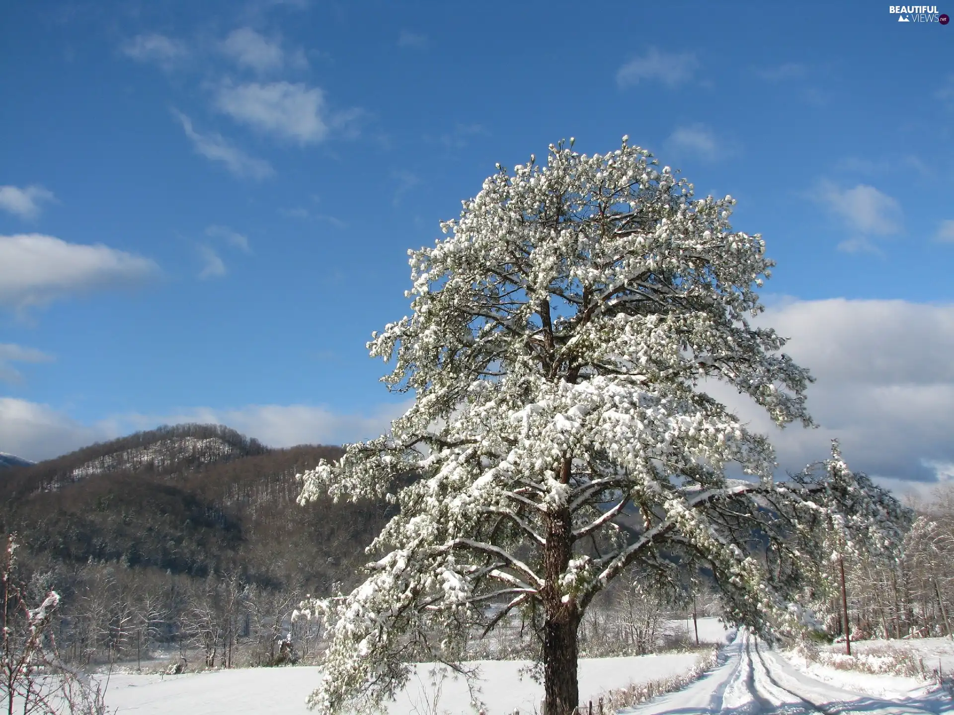 Mountains, snow, trees