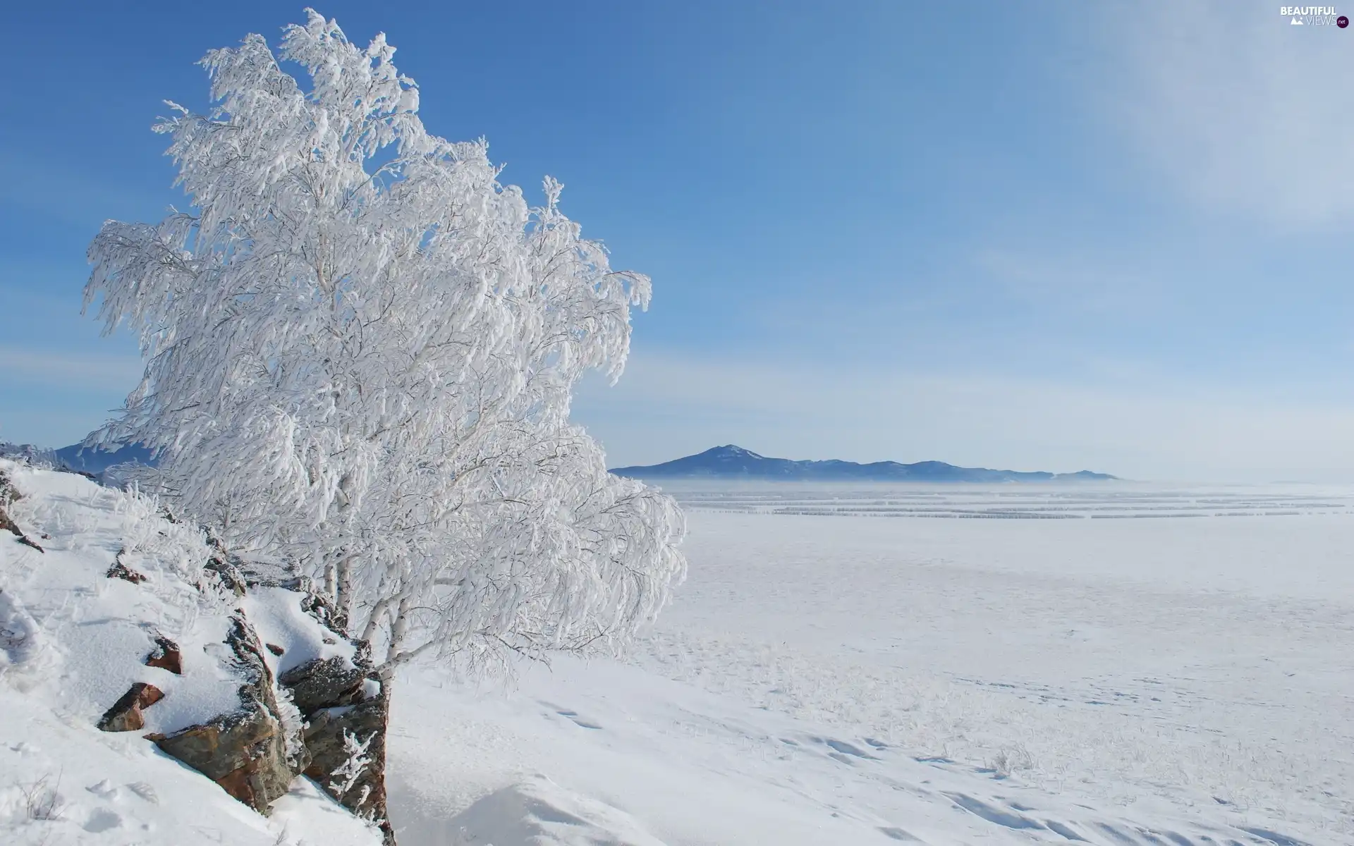 Mountains, Snowy, trees