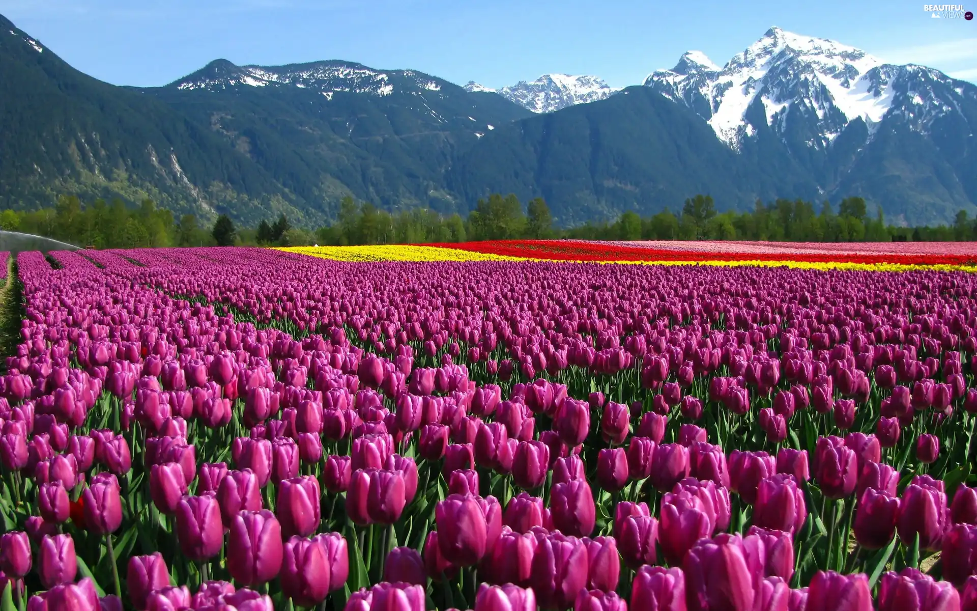 Mountains, cultivation, tulips