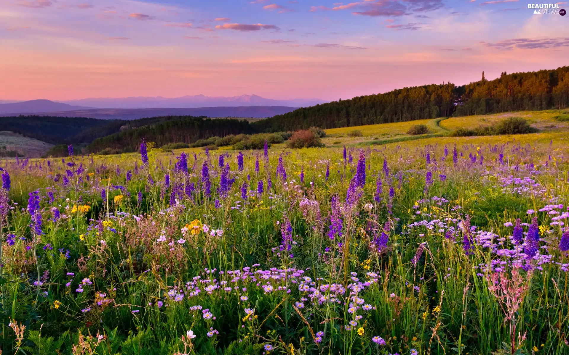 Mountains, woods, color, Flowers, Meadow