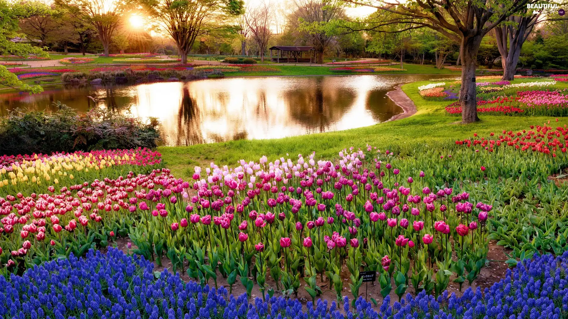 Park, Tulips, Muscari, brook