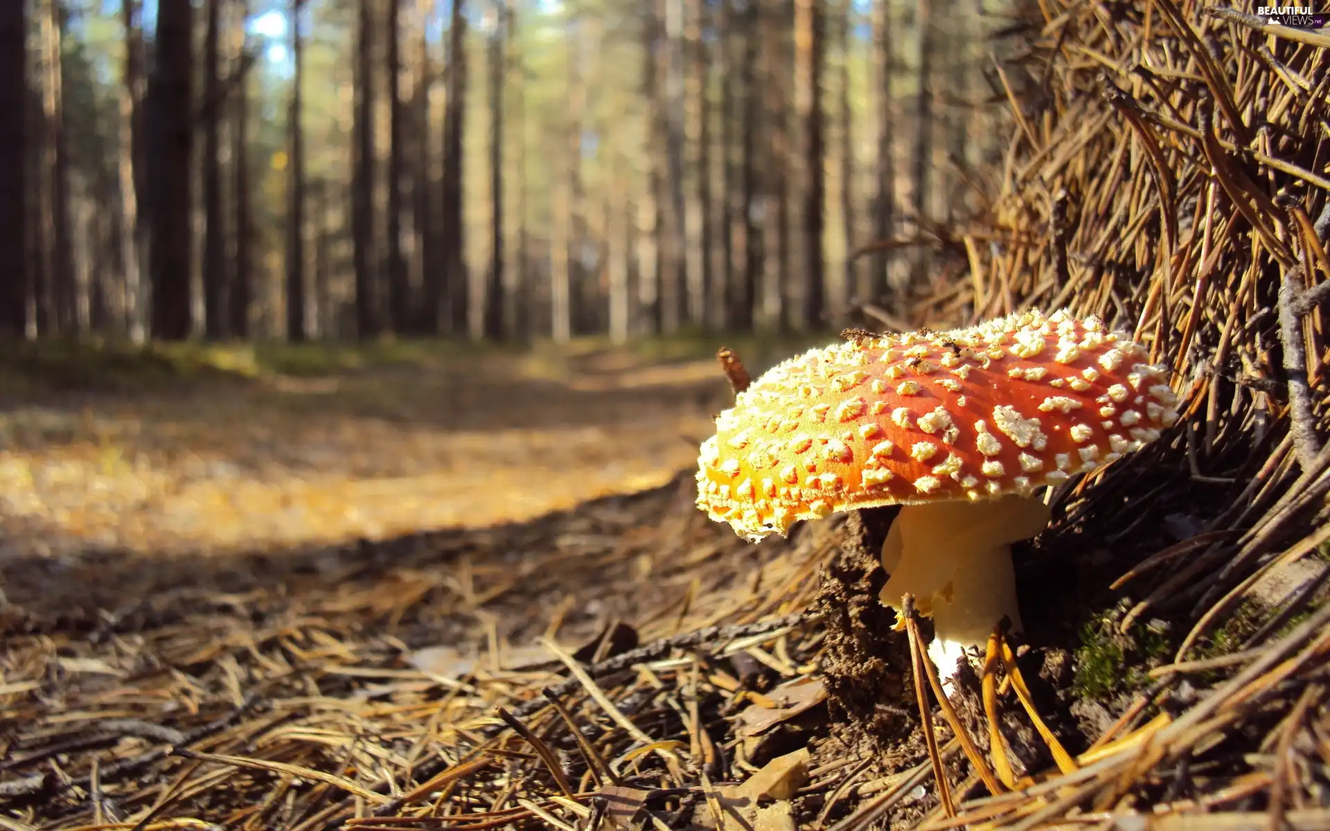 Mushrooms, toadstool, trees, viewes, forest