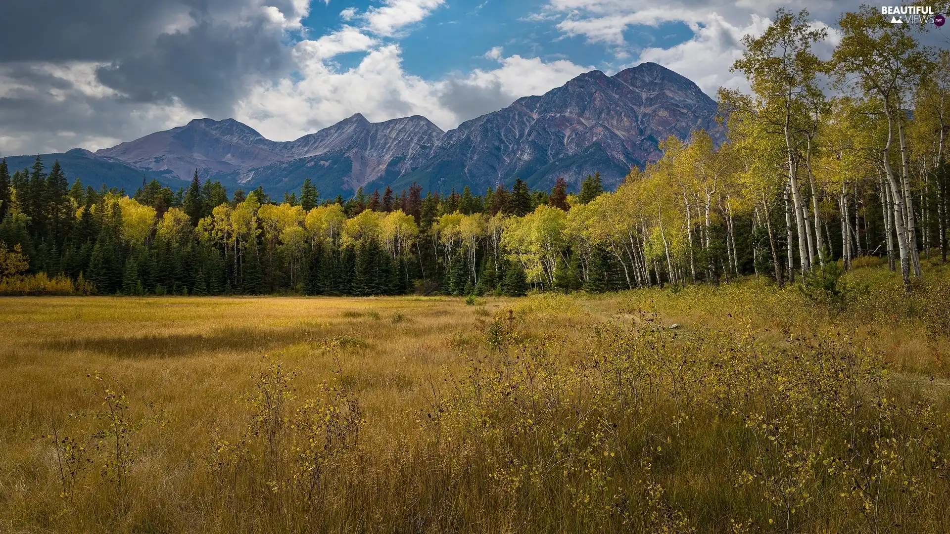 Mountains, trees, birch, Alberta, Meadow, Mountains, viewes, Canada, Jasper National Park, grass