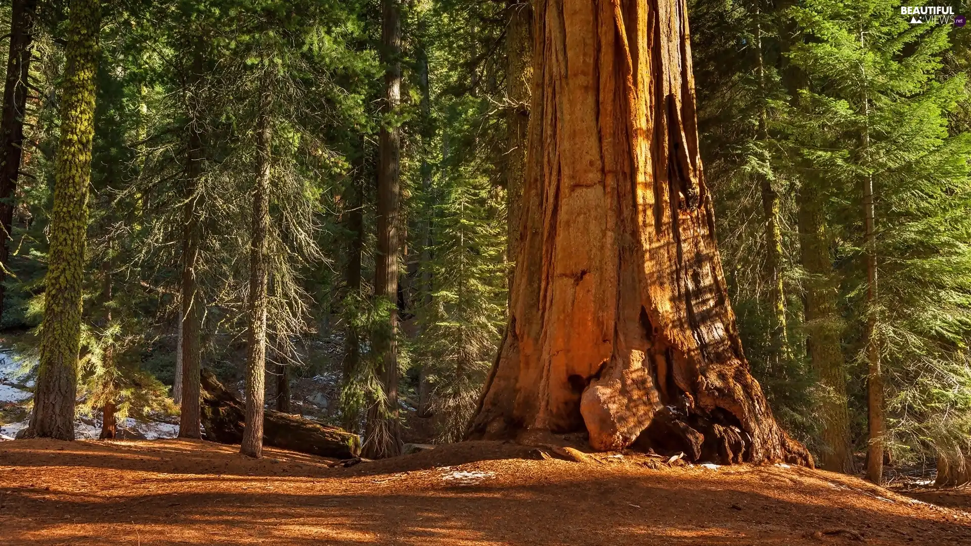 viewes, forest, State of California, trees, Kings Canyon National Park, redwood, The United States