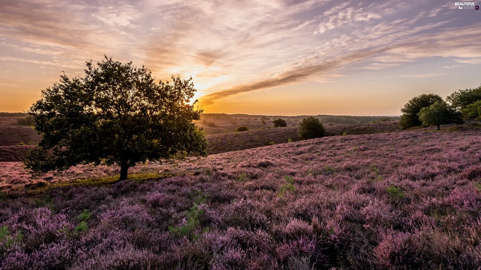 heathers, trees, Netherlands, viewes, Province of Gelderland, heath, Veluwezoom National Park, Sunrise