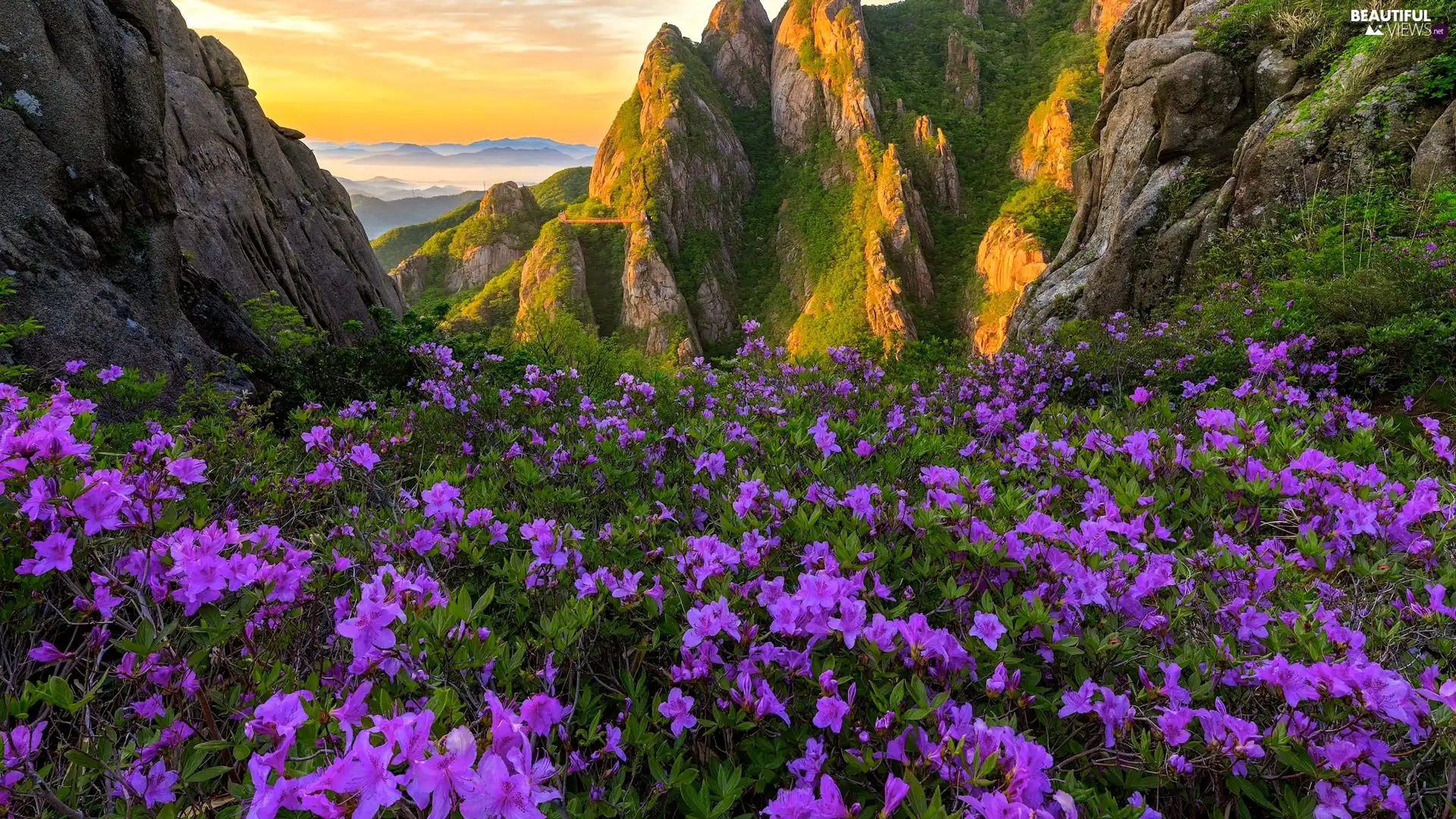 Flowers, purple, South Korea, Rhododendron, Wolchulsan National Park, rocks, Mountains, Meadow